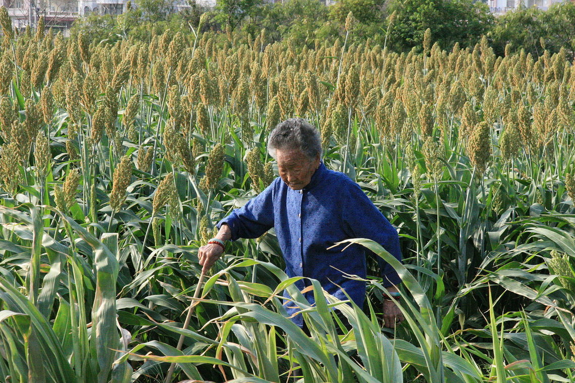 尋視高梁田