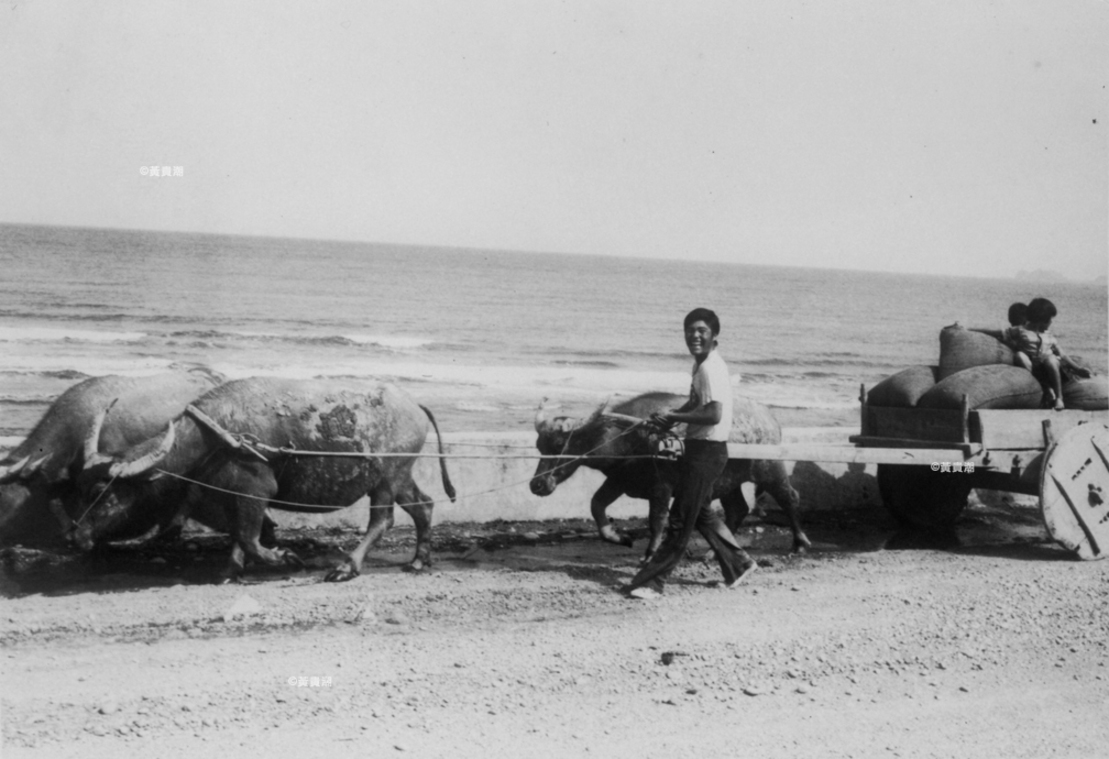 牛車(搬運稻米)