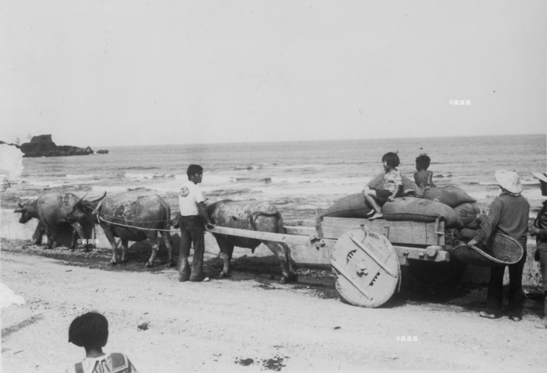 牛車(搬運稻米)