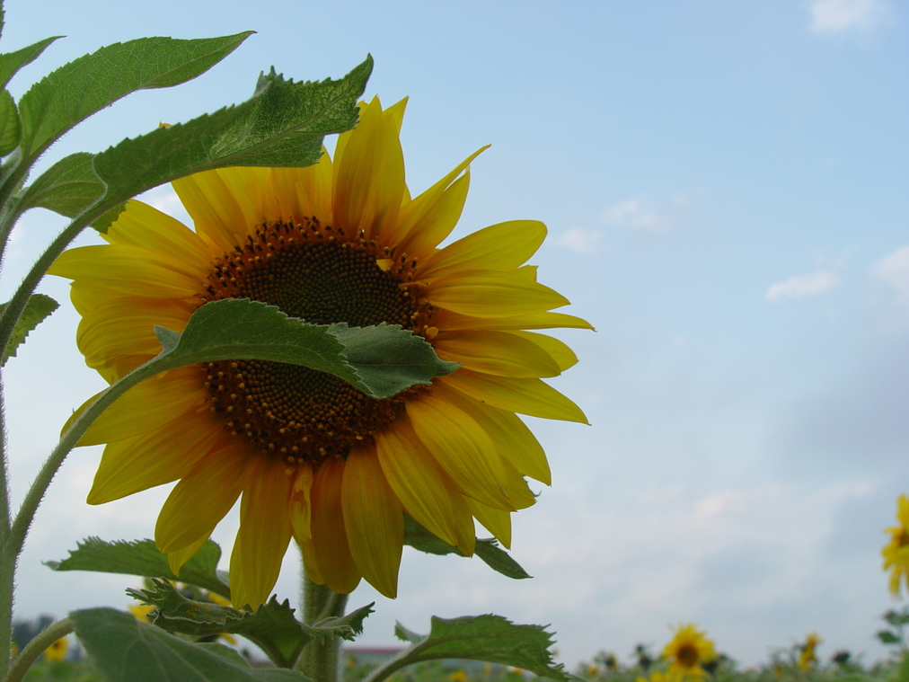 太陽花