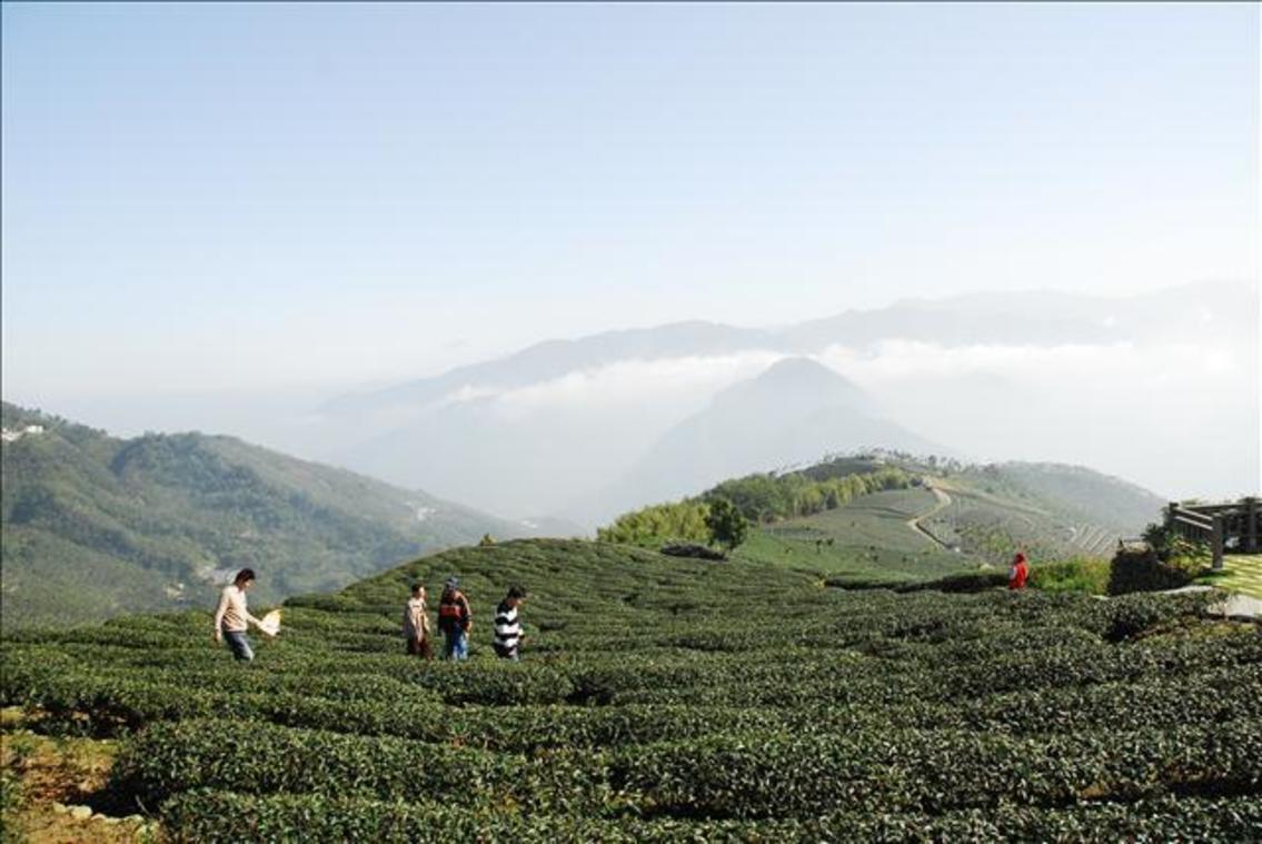 高山茶區