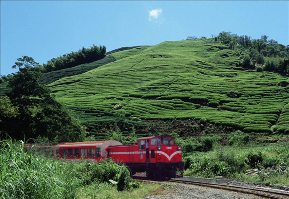 行經茶區的阿里山森林火車