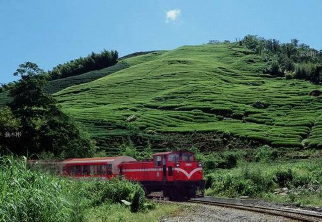 行經茶區的阿里山森林火車