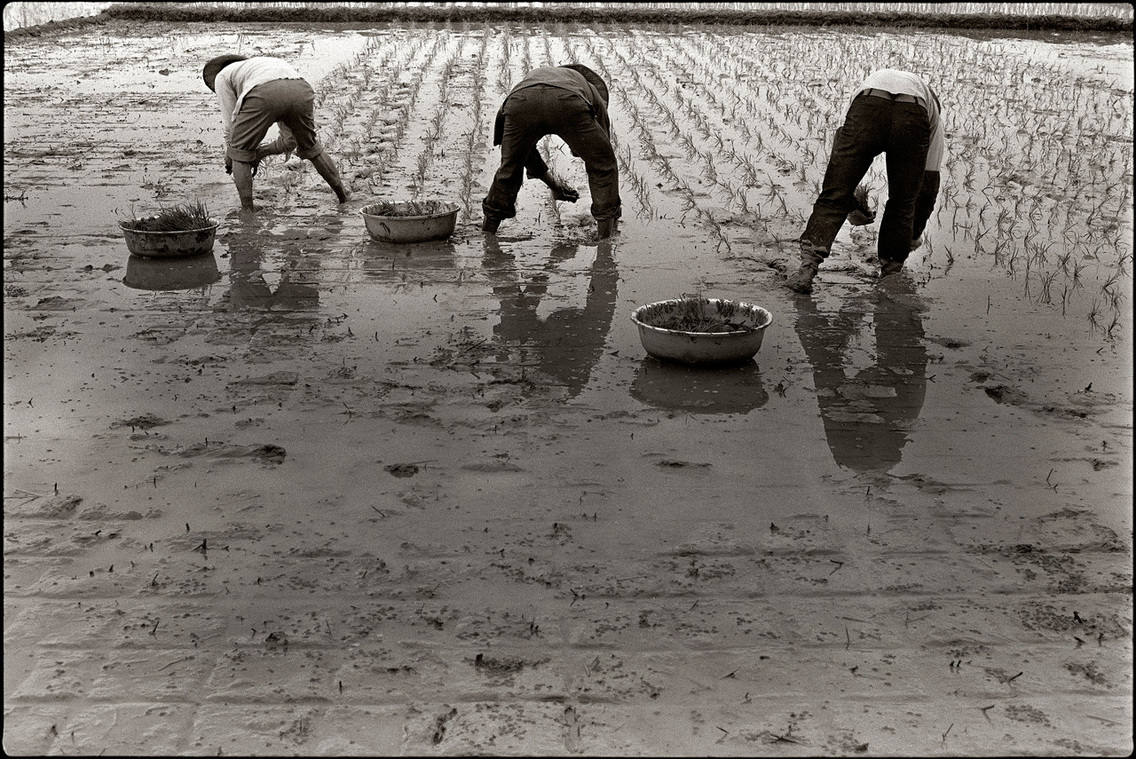 秧苗播種 鐘永和