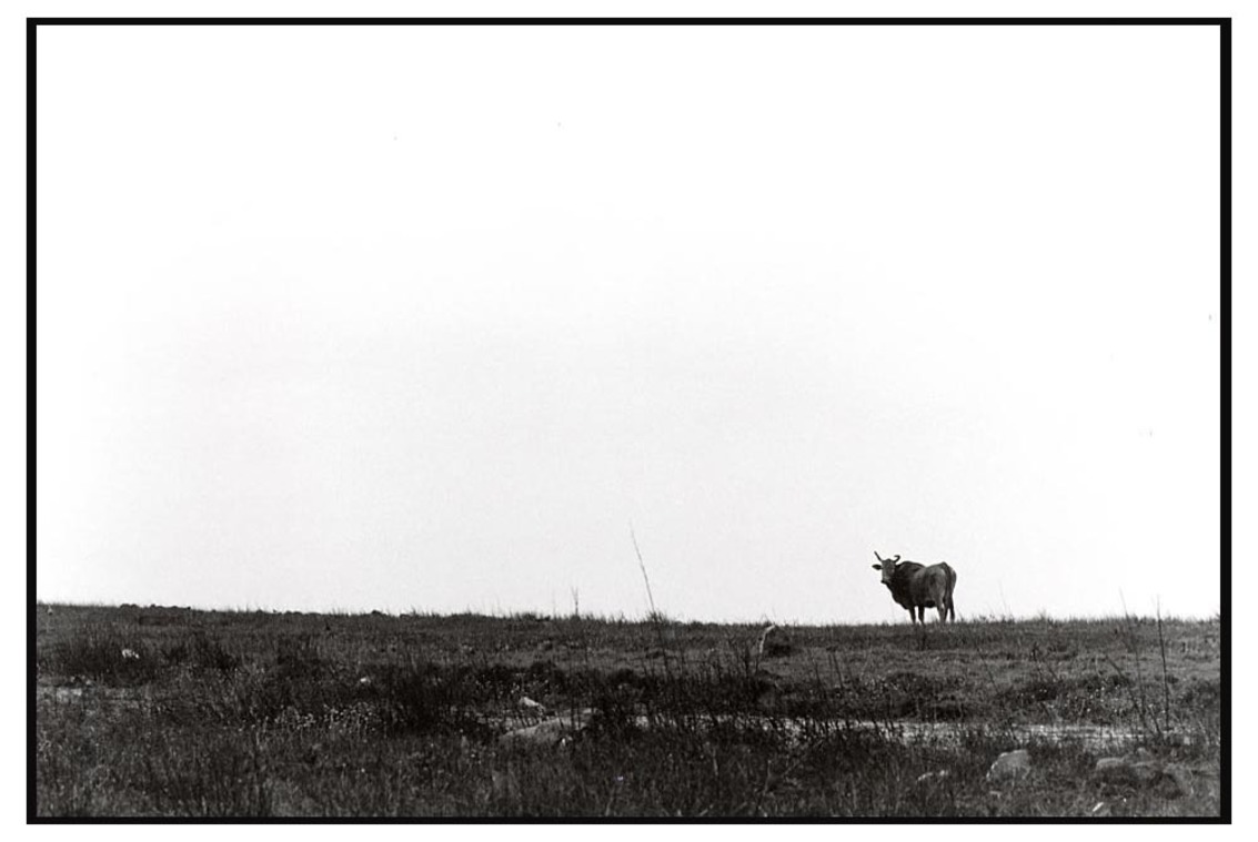 曠野中的黃牛