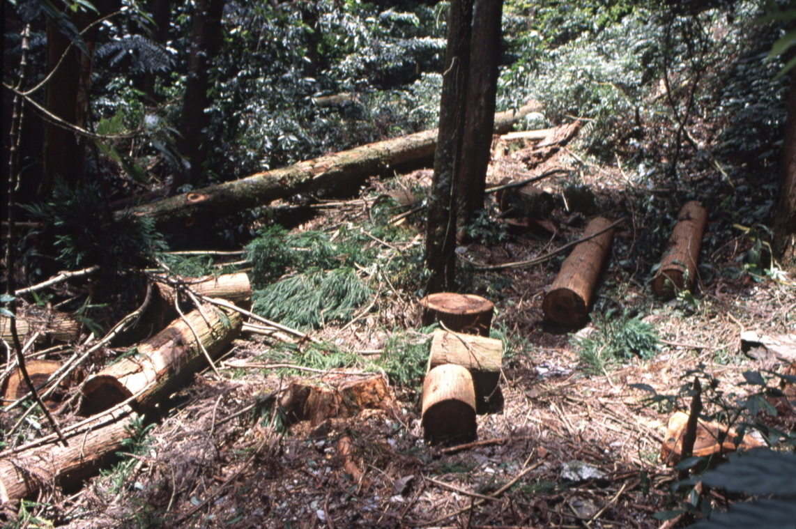 人造林疏伐實驗