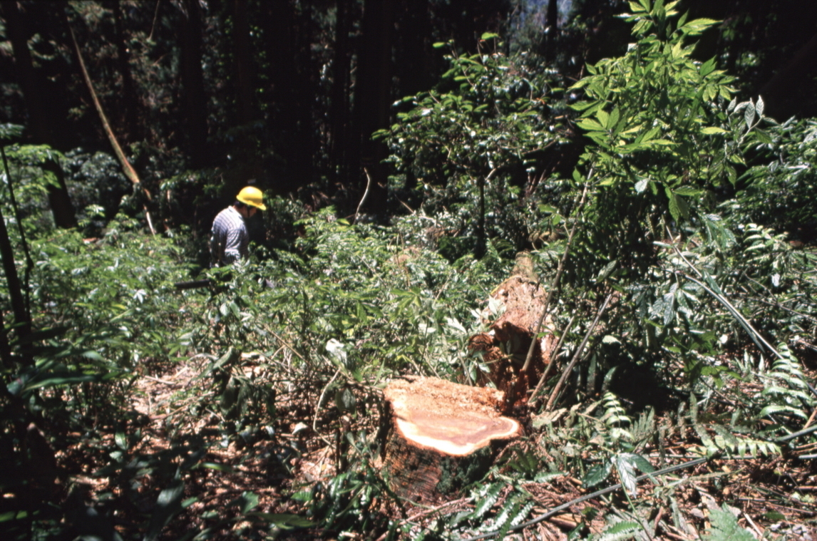 人造林疏伐實驗