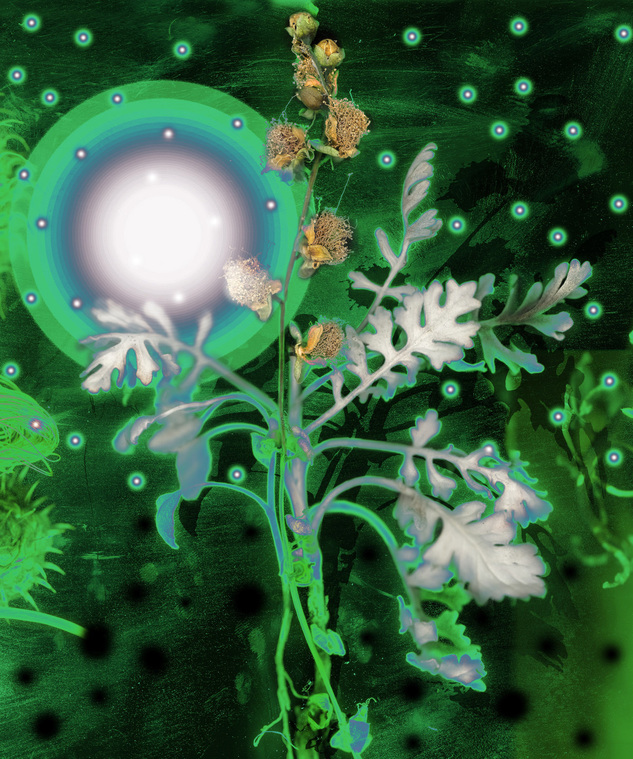 植物誌二-螢火銀葉菊