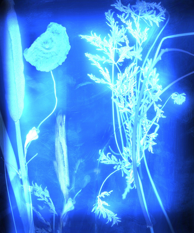 植物誌二-籃嗮螢光香浦