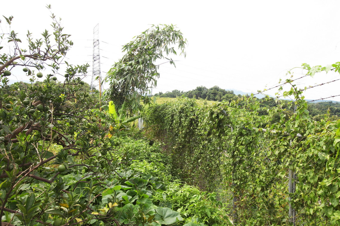 雲林縣 古坑‧大坪頂05