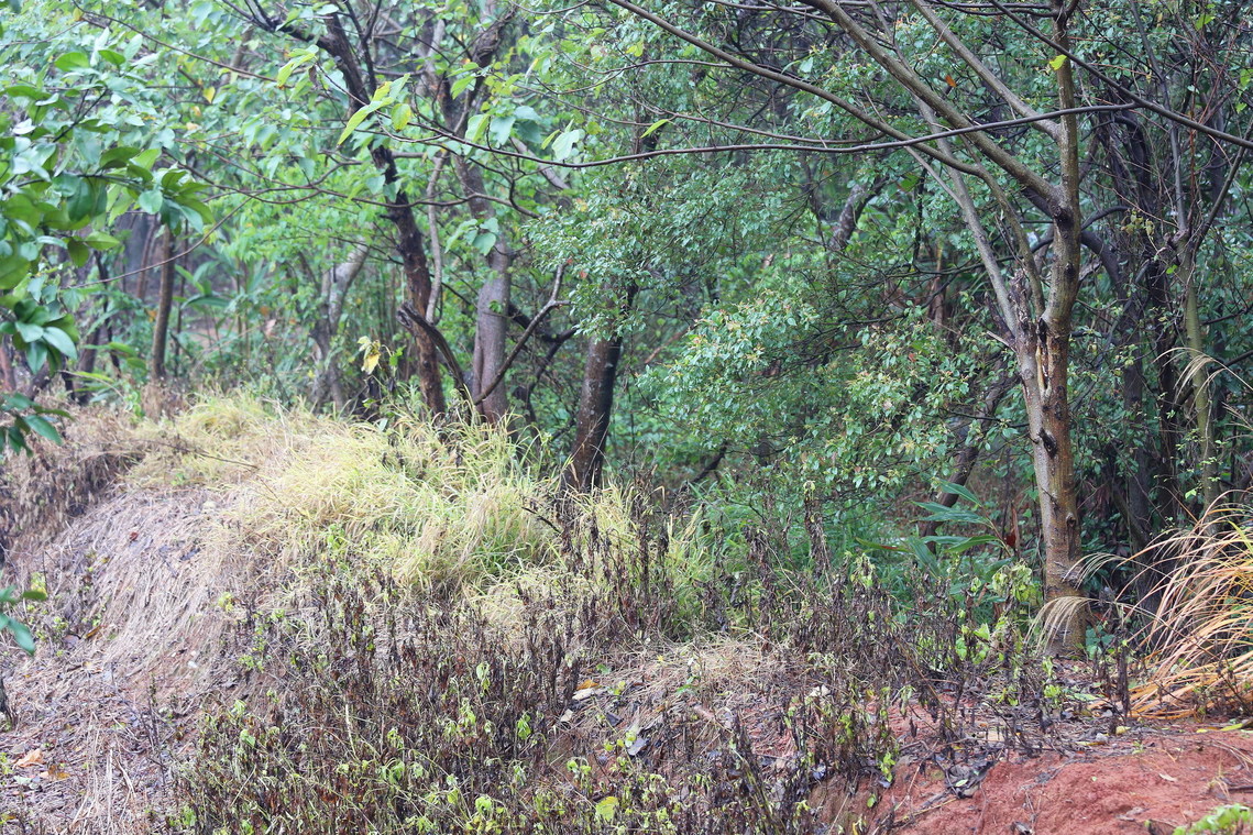 桃園市 土牛溝楊梅段01