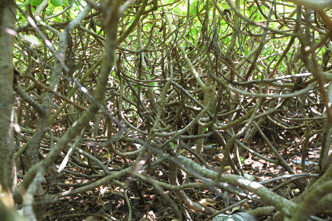 高雄市 東沙遺址17