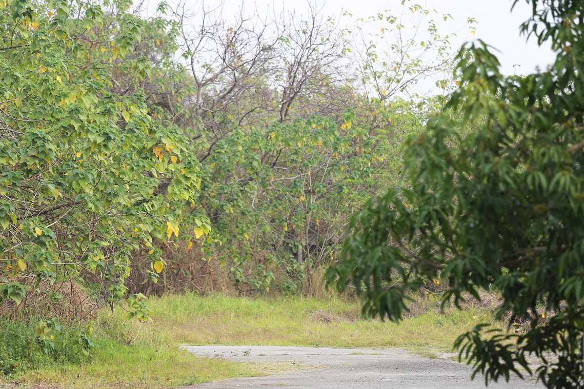 雲林縣 斗六糖廠糖業文化景觀01