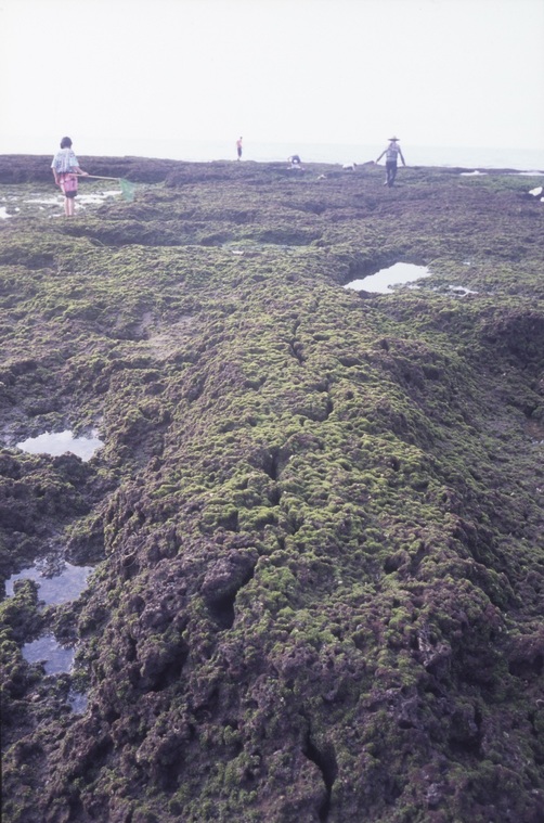 藻礁