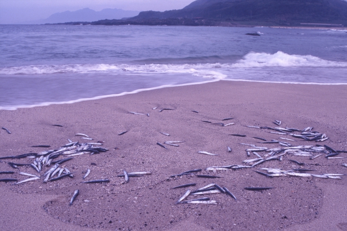 東北角海岸擱淺的魚 柯金源