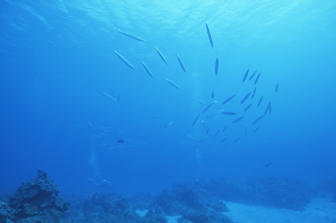 屏東恆春海底景象 柯金源