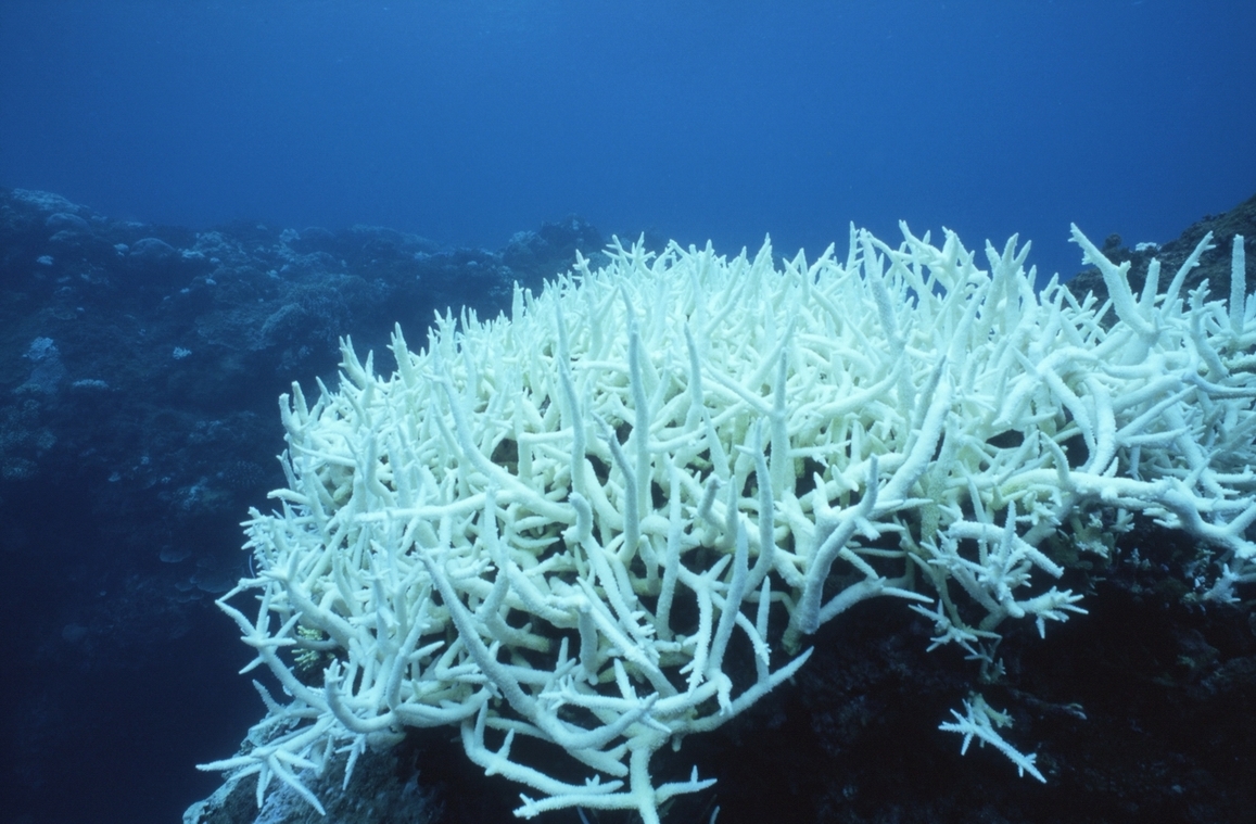 屏東恆春核三廠出水口珊瑚白化 柯金源