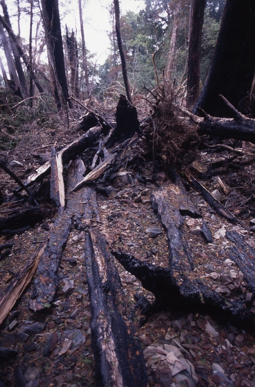 檜木林調查、火災現場
