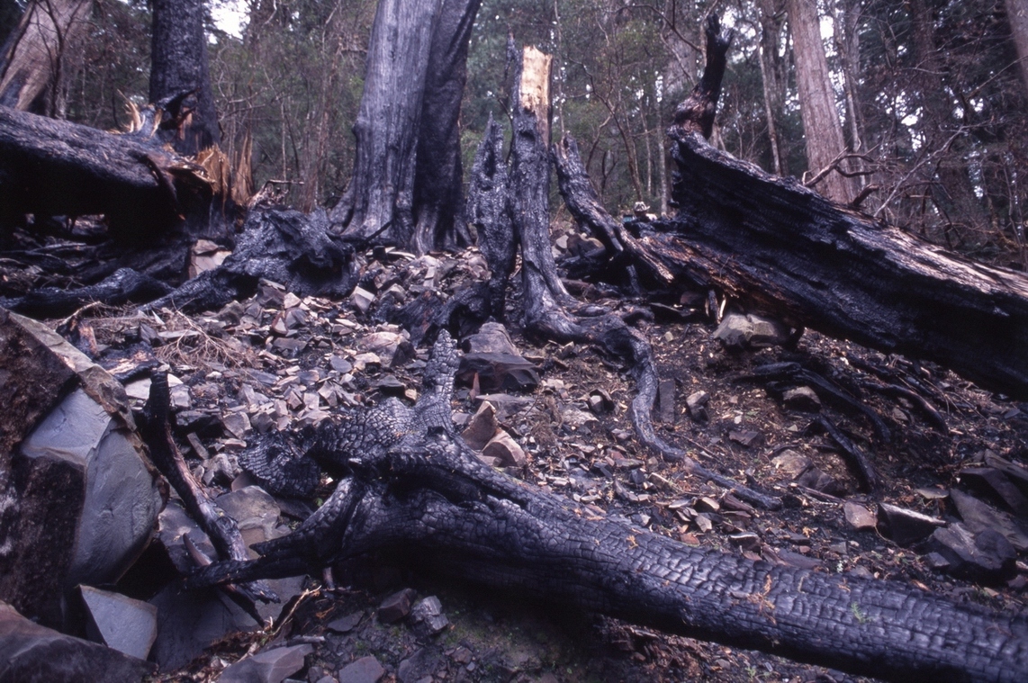 檜木林調查、火災現場