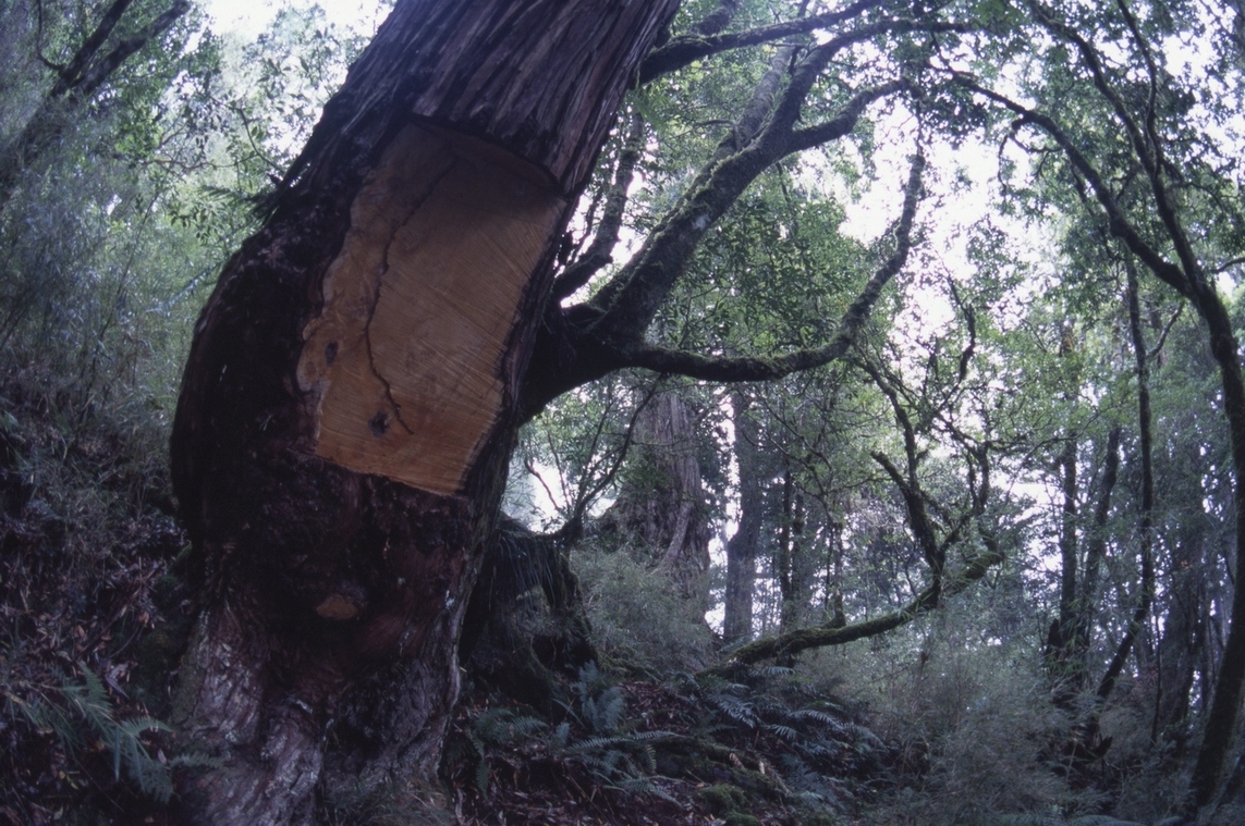 檜木林調查、溪谷