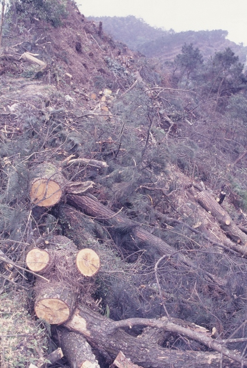松樹砍除