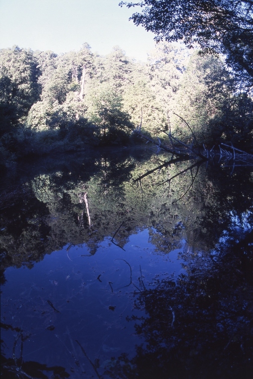 檜木林調查、湖邊生活