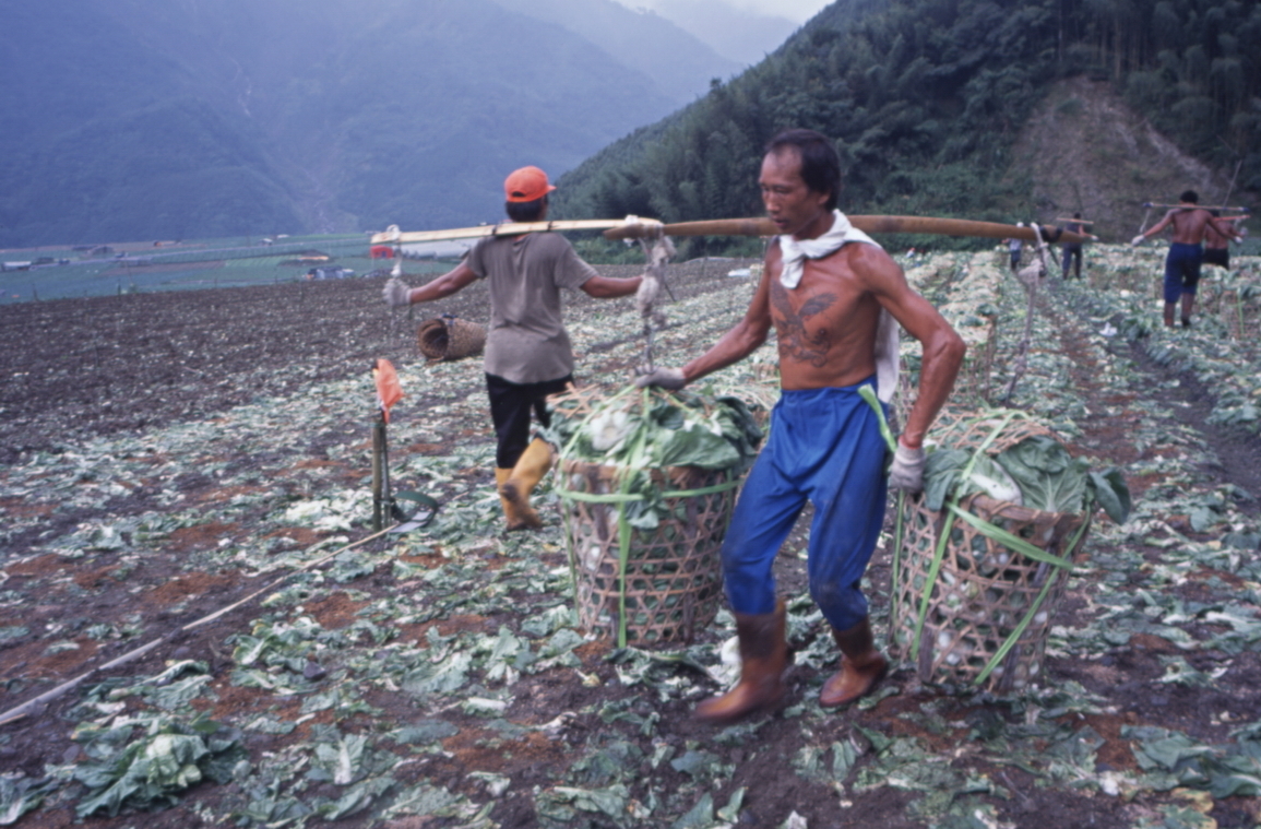 高麗菜收成 柯金源