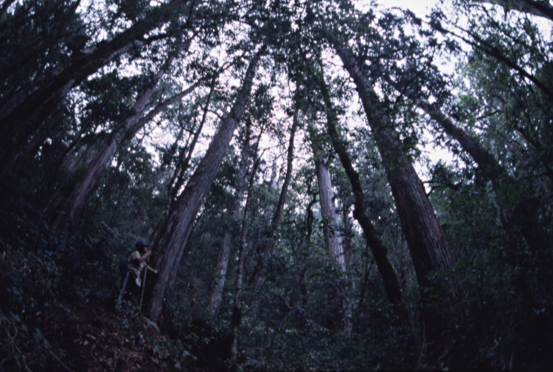 檜木林調查