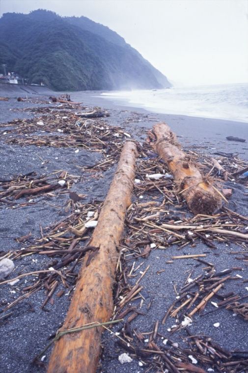 納莉颱風之後、漂流木