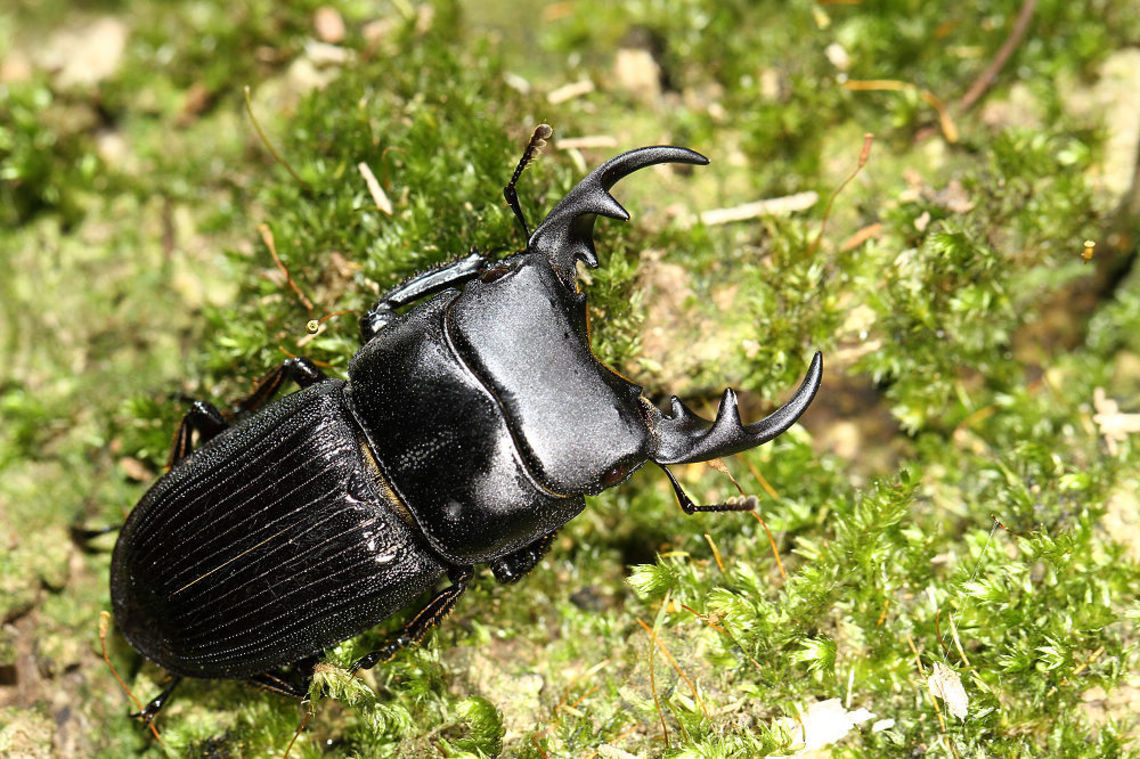 臺灣肥角鍬形蟲