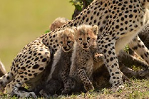 〈《野性的呼喚》周兆志攝影展〉