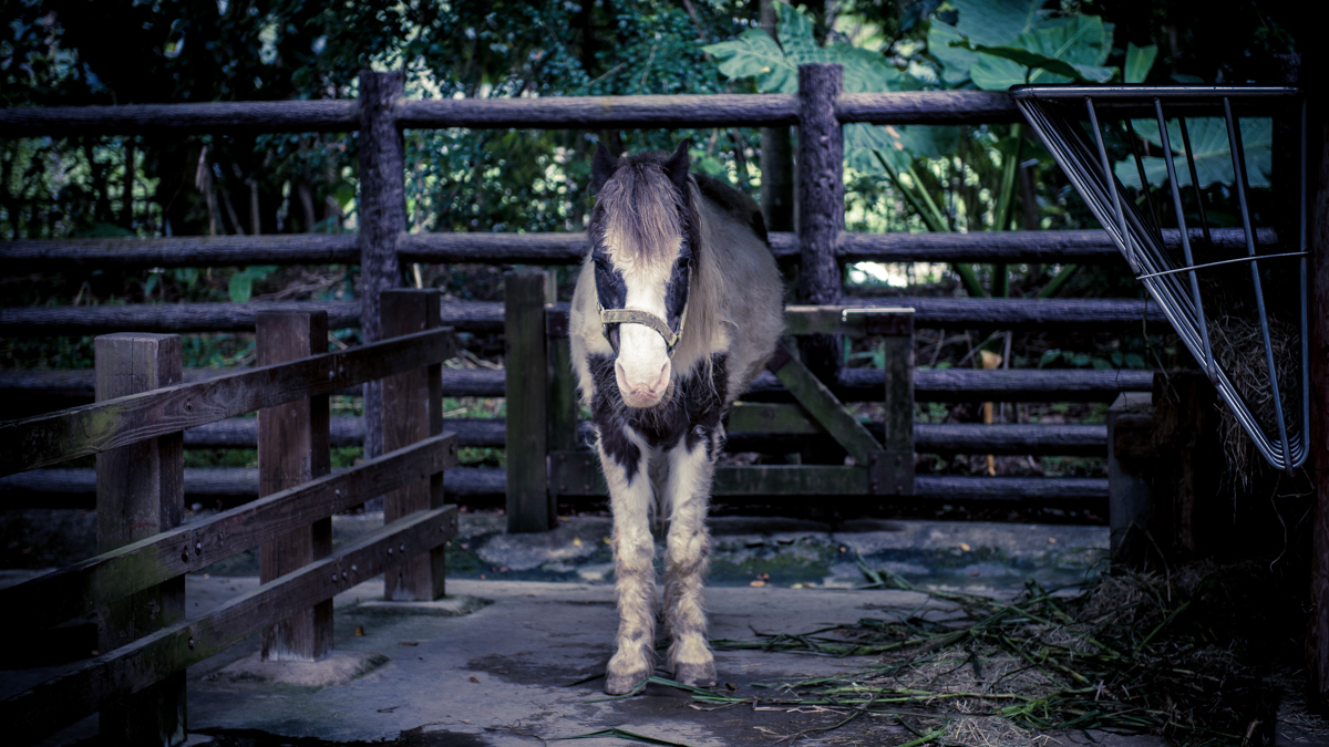 〈城市風景 - 王鼎元 汪正翔 羅宇唐 楊奇融〉