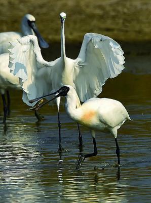 〈「水舞黑琵」王徵吉、張順雄雙人攝影展〉
