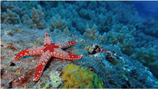 〈【綠色海島，潛水天堂】海洋攝影展〉