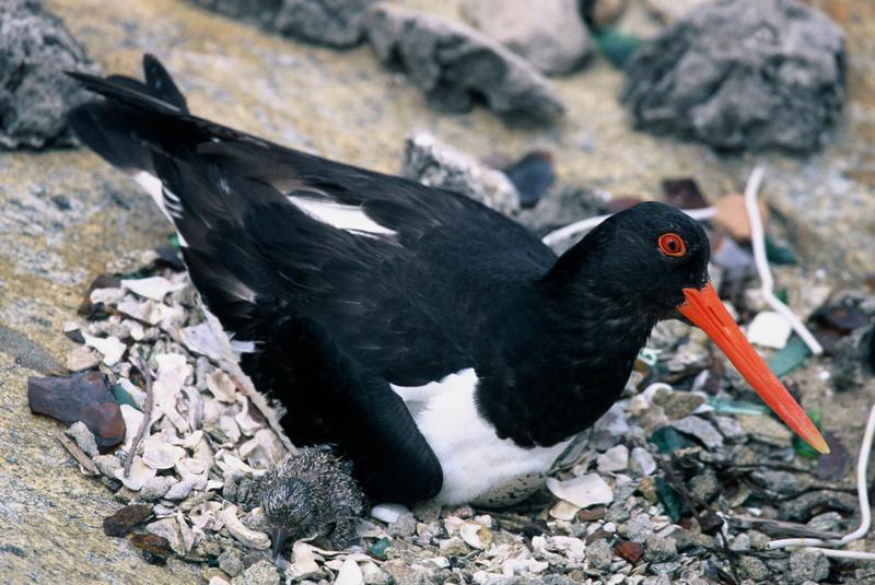 台灣野鳥生態攝影展－謝文猷個展