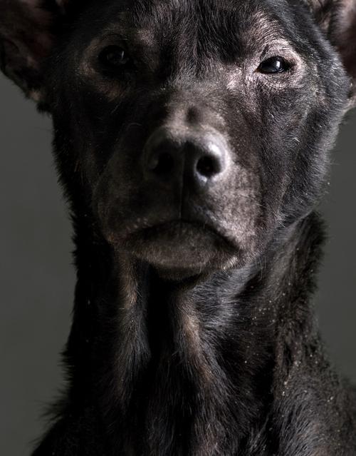 生殤相－杜韻飛