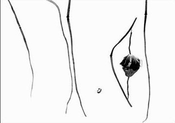 黑白律動－紀國章影像藝術創作展