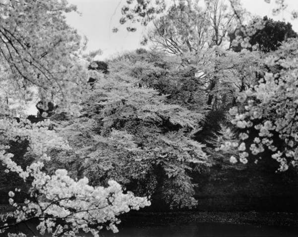 Kozo Miyoshi－櫻覽攝影展