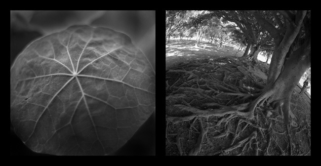 芙羅拉身影：季惠民攝影個展