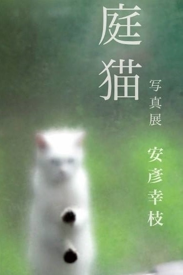 〈【写真攝影展】安彥幸枝「庭猫」〉