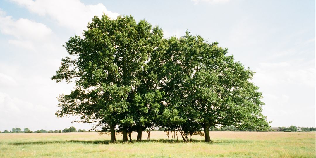 〈涼夏生活〉卓芳妤攝影展