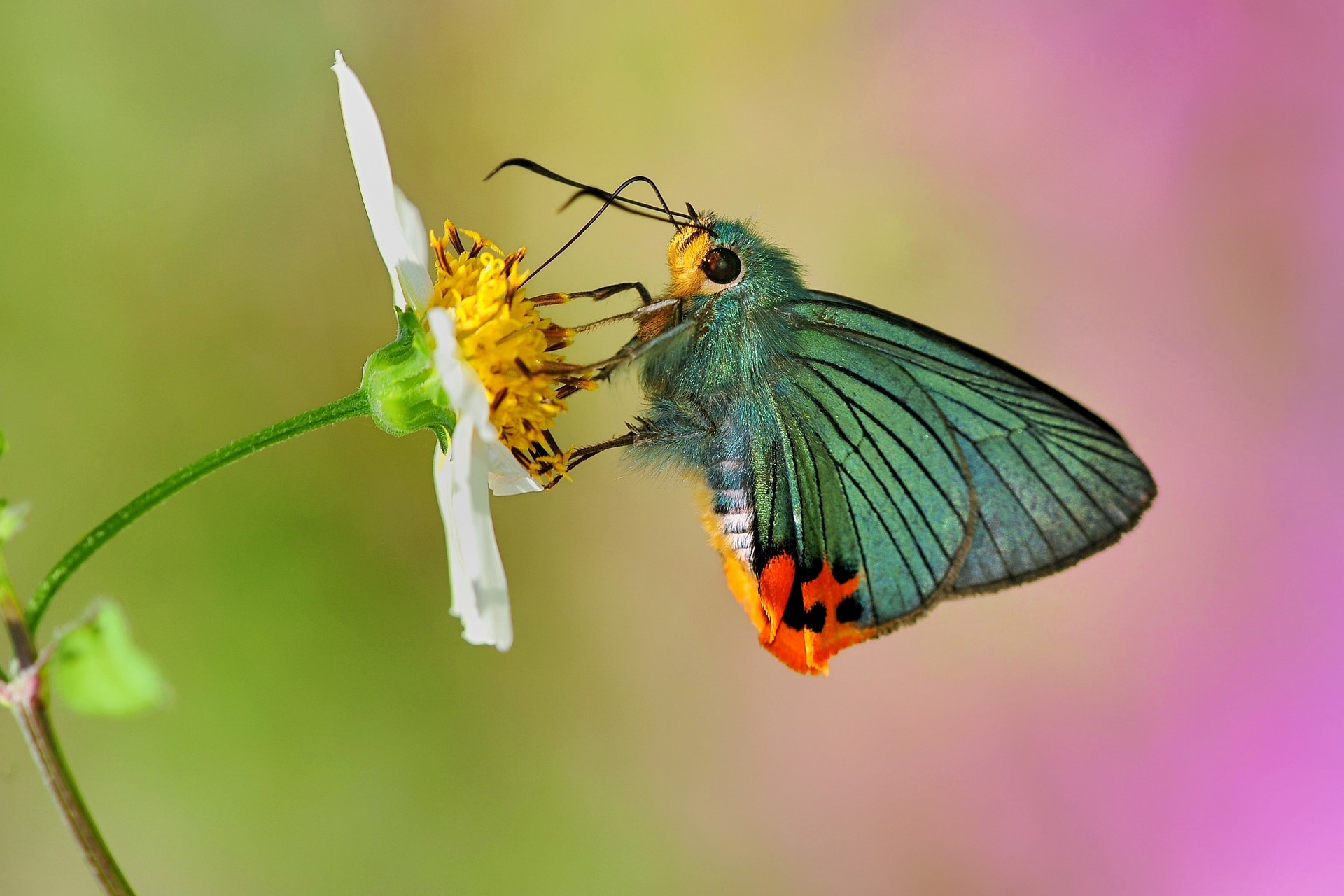 〈盧志豪-大坑生態攝影展〉