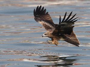 〈國際生物多樣性日 圖片展〉