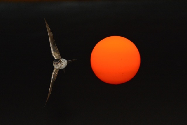 〈飛來燕蝠～日夜交替之美〉綦建平攝影個展