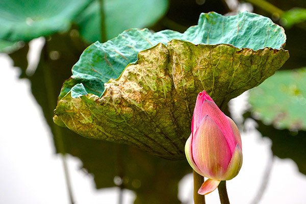 〈吳東興—攝影予我個展〉