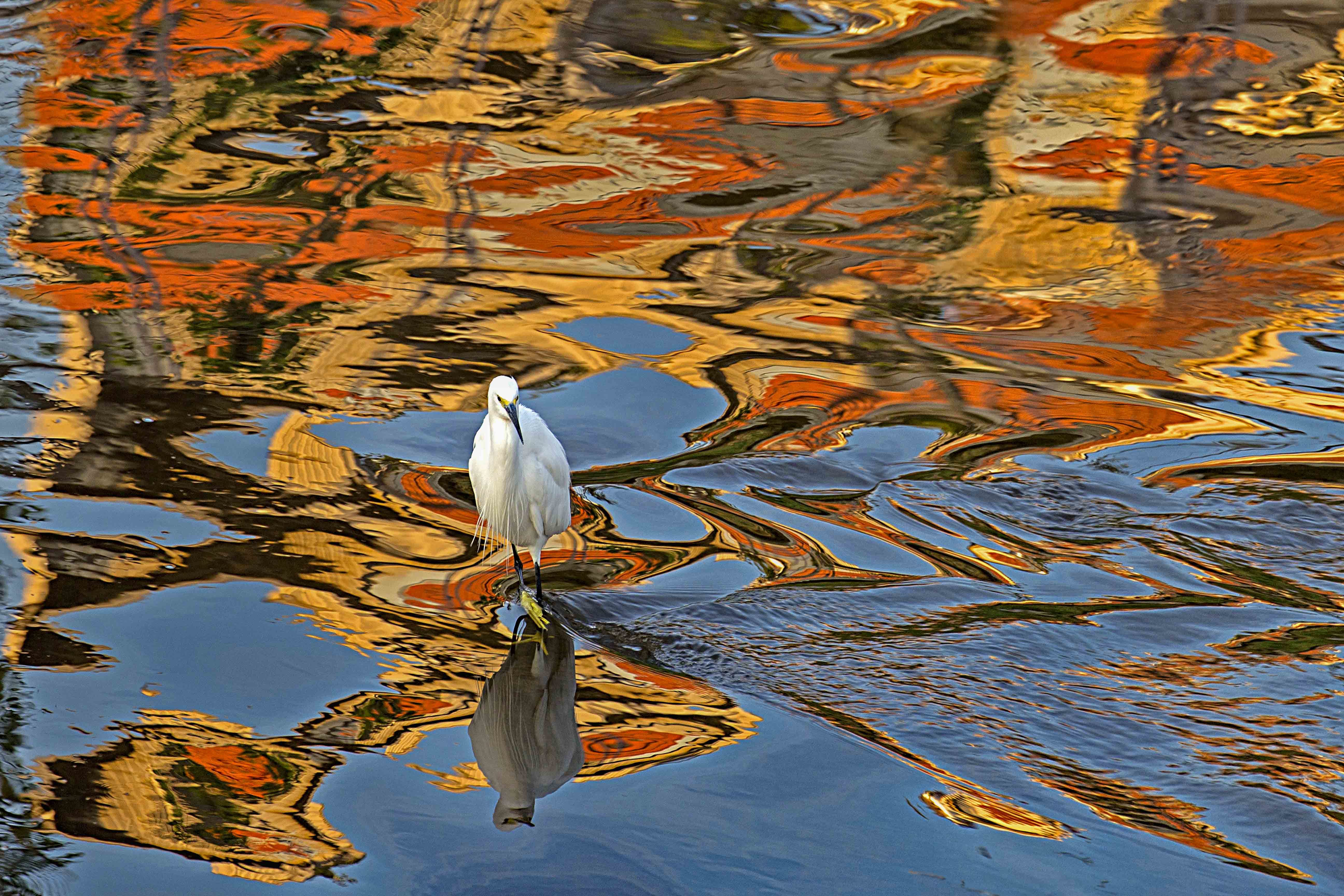〈邂逅的鷺。塗：吳文鏡攝影展〉