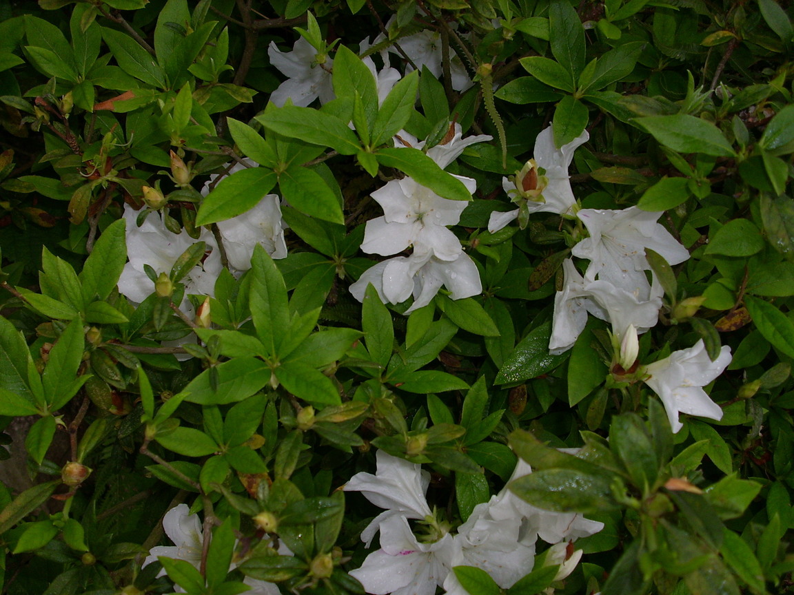 再現美麗島2007年數位�