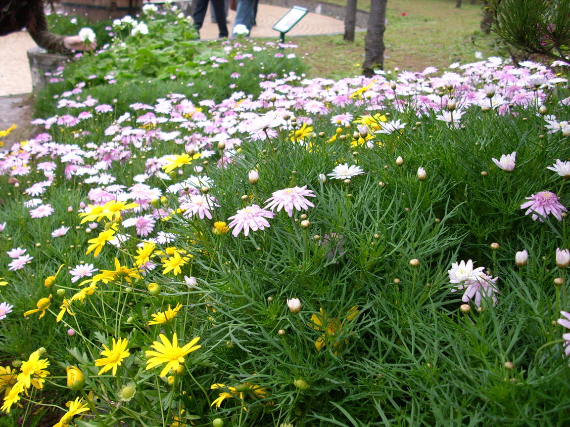 再現美麗島2007年數位�