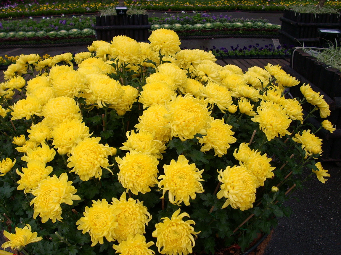 再現美麗島2007年數位�