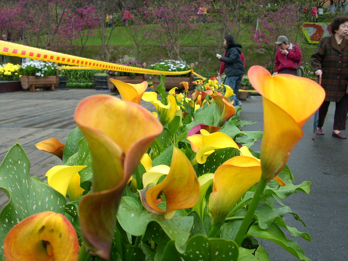 再現美麗島2007年數位�